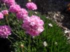 sdc16051_small.jpg